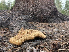 Neolentinus ponderosus