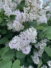 Syringa