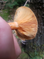 Lactarius deterrimus