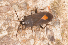Aphanus rolandri