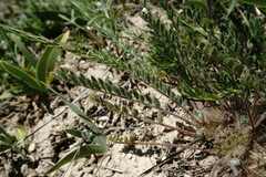 Astragalus dolichophyllus