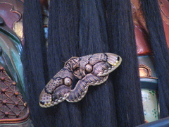 Brahmaea wallichii insulata