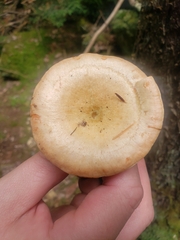 Lactarius deterrimus