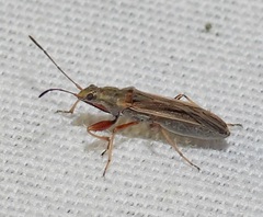 Paromius longulus
