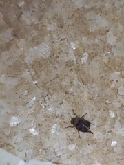 Araecerus