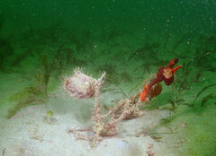 Pinctada imbricata