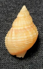 Nassarius fossatus