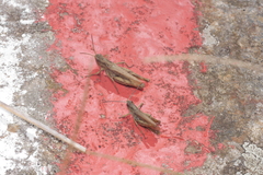 Chorthippus apricarius