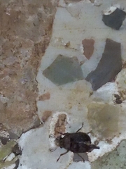 Araecerus