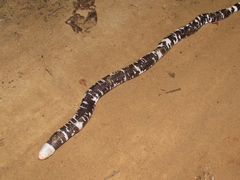 Amphisbaena fuliginosa amazonica