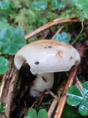 Lactarius pubescens