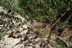 Astragalus dolichophyllus