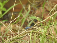 Potamarcha congener