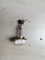 Lepiota lilacea