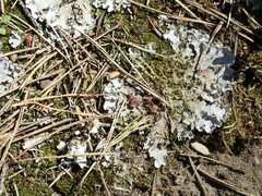 Peltigera rufescens