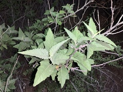 Ambrosia ambrosioides