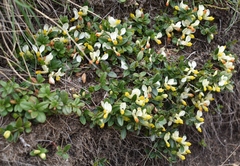 Polygaloides chamaebuxus