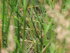 Philodryas chamissonis