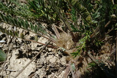 Astragalus dolichophyllus