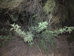 Ambrosia ambrosioides