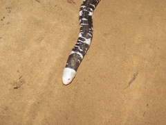 Amphisbaena fuliginosa amazonica