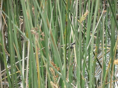 Tachuris rubrigastra