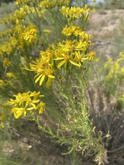 Senecio spartioides