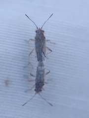 Nysius