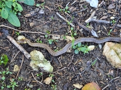 Zamenis longissimus