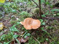 Lactarius salmonicolor