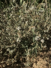 Heliotropium europaeum