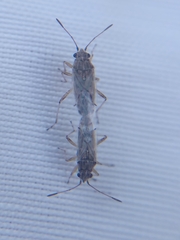Nysius