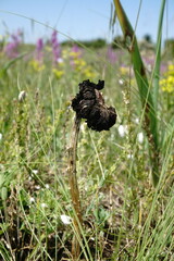 Montagnea arenaria