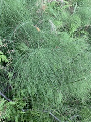 Equisetum telmateia