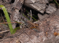 Gomphocerus sibiricus