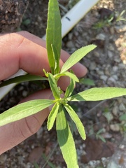 Euphorbia exstipulata