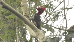 Campephilus robustus