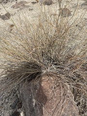 Stillingia linearifolia