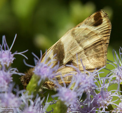 Heliopetes laviana