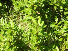 Laurus nobilis