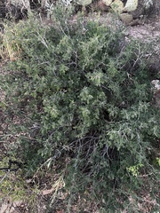 Calliandra eriophylla