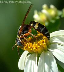 Philanthus ventilabris