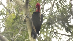 Campephilus robustus