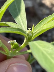 Euphorbia exstipulata