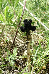 Montagnea arenaria