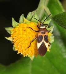 Craspeduchus variegatus