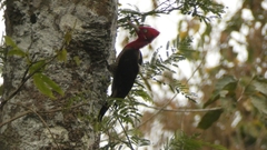 Campephilus robustus