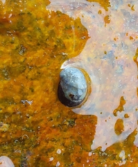 Theodoxus fluviatilis