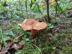 Lactarius salmonicolor