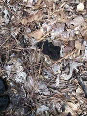 Scleroderma polyrhizum